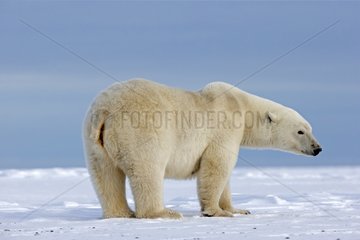 Polar bear in snow - Barter Island Alaska