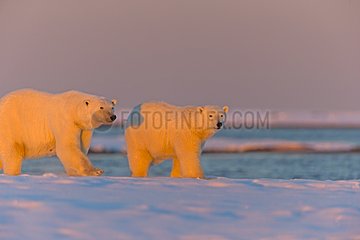 Polar bear and young in the evening - Barter Island Alaska