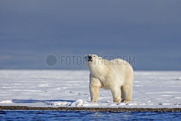 Polar bear on the shore - Barter Island Alaska