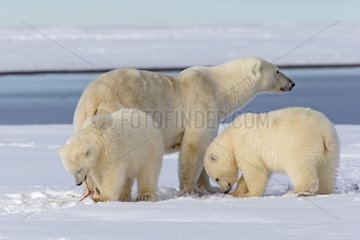 Polar bear and young in the snow - Barter Island Alaska