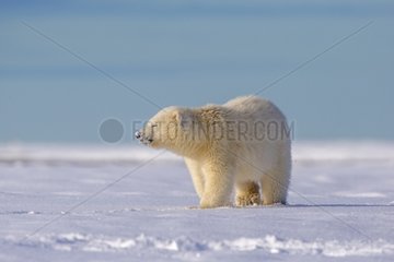 Young polar bear in the snow - Barter Island Alaska