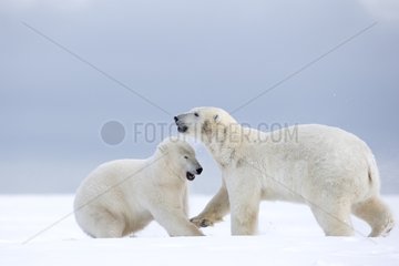 Polar bear playing in the snow - Barter Island Alaska