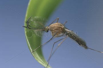 Männliche Mücke mit Federantennen
