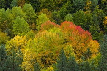 Forest in autumn - Ordesa and Monte Perdido Pyrenees Spain