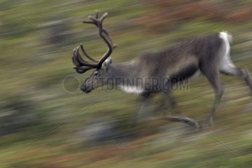 Young Caribou male running in the tundra Varanger Norway