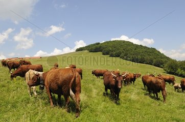 Herd of 'Salers' Cows grazing on the Ballon d'Alsace