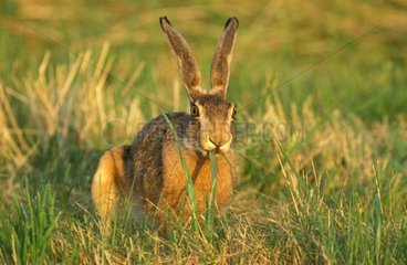 European Hare eating in grass