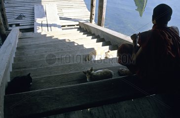 Cats lying down on stairs near a monk Inle lake Burma
