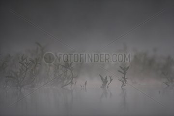 Wasserpflanzen im Nebel