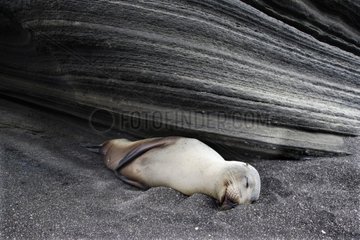 Galapagos Sea Lion sleeping under a rock Galapagos