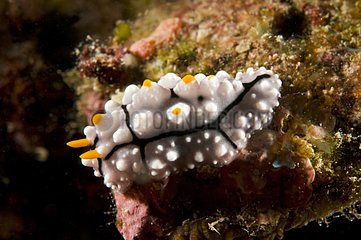 Nudibranch crawling on Corals Sulawesi Indonesia