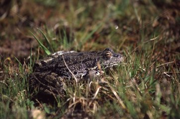 Lowland Frog in the grass Var France