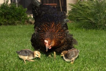 Hen showing food with its chicks [AT]