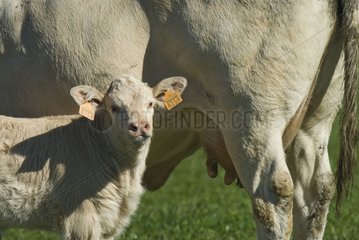 Bull calf near his mother Spain