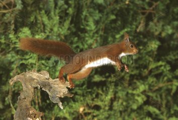Saut d'un Ecureuil roux en forêt normande