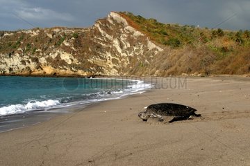 Grüne Schildkröte  die zum Mayotte Comoros Sea geht
