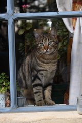 Katze schaut nach drauÃŸen durch ein Fenster Frankreich