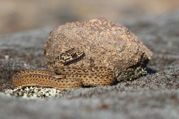 Young Montpellier snake - Plaine des Maures France