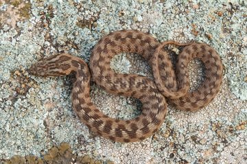 Young Viperine Water Snake - Plaine des Maures France