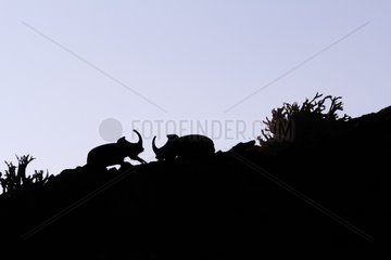 Rhinoceros Beetle facing - Plaine des Maures France