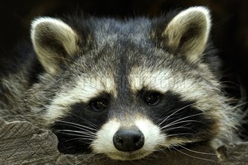 Portrait of Raccoon - Wild Park Luneburg Heide Germany
