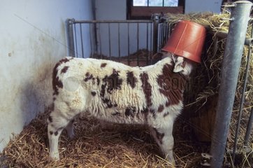 Normande calf sukling in a bucklet