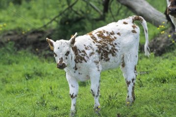 Normande calf in the marais Vernier