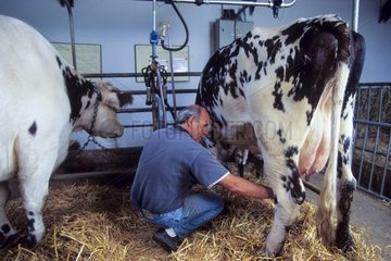 Milking Normande cows in a farm