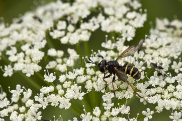 Thick-headed Fly on flowers - Denmark