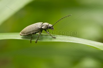 Orchid Beetle on a leaf - Denmark