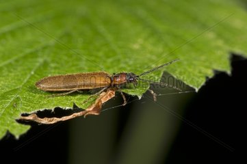 Click Beetle on a leaf - Denmark
