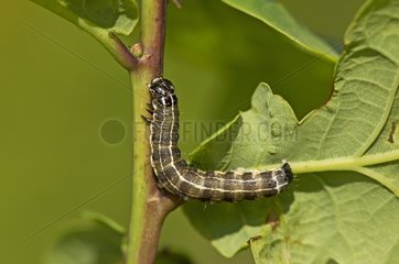 Small Quaker caterpillar on Oak leaf - Denmark