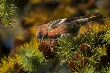 Two-barred Crossbill eating cone - Denmark