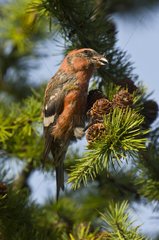 Two-barred Crossbill eating cones - Denmark