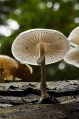 Porcelain fungus - Denmark