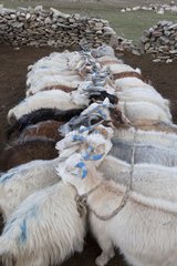 Attached goats for milking - Himalayan Highland India