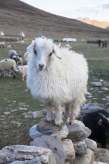Pashmina goat - Himalayan highlands India