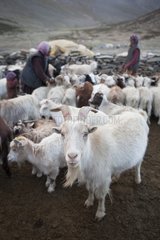 Pashmina goats in pens - India Himalayan highlands