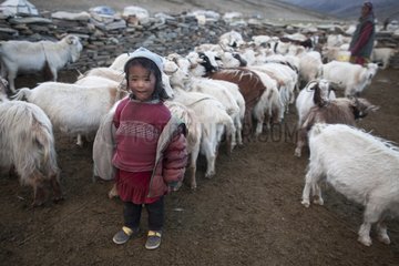 Girl and Pashmina Goats - India Himalayan highlands