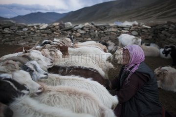 Woman milking goats - India Himalayan highlands