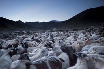 Pashmina goats in pens - India Himalayan highlands