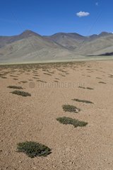 Vegetation height - Highland Himalayan Ladakh India