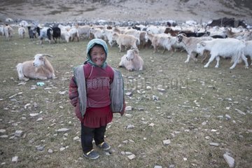 Girl and Goat herd - India Himalayan highlands