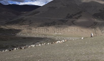 Shepherd carrying dry dung - Himalayan highlands India
