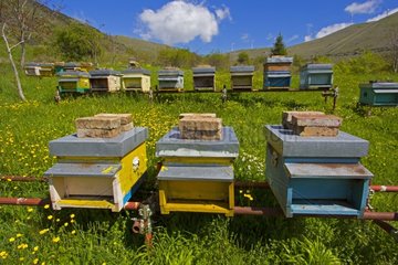 Hives in a meadow - Abruzzo Italy