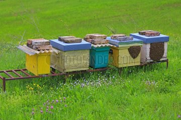 Colonized hives occupied by swarms - Abruzzo Italy