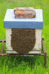 Busy hive colonized by a swarm - Abruzzo Italy