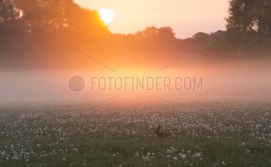 Brown Hare in a meadow in the mist at sunrise at spring GB