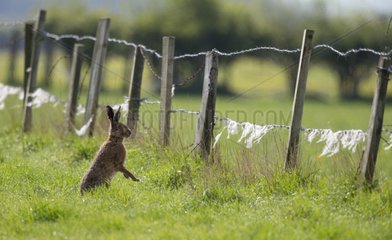 Brown Hare standing in a meadow at spring GB