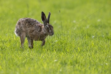 Brown Hare running in a meadow at spring GB